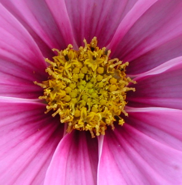 cosmos